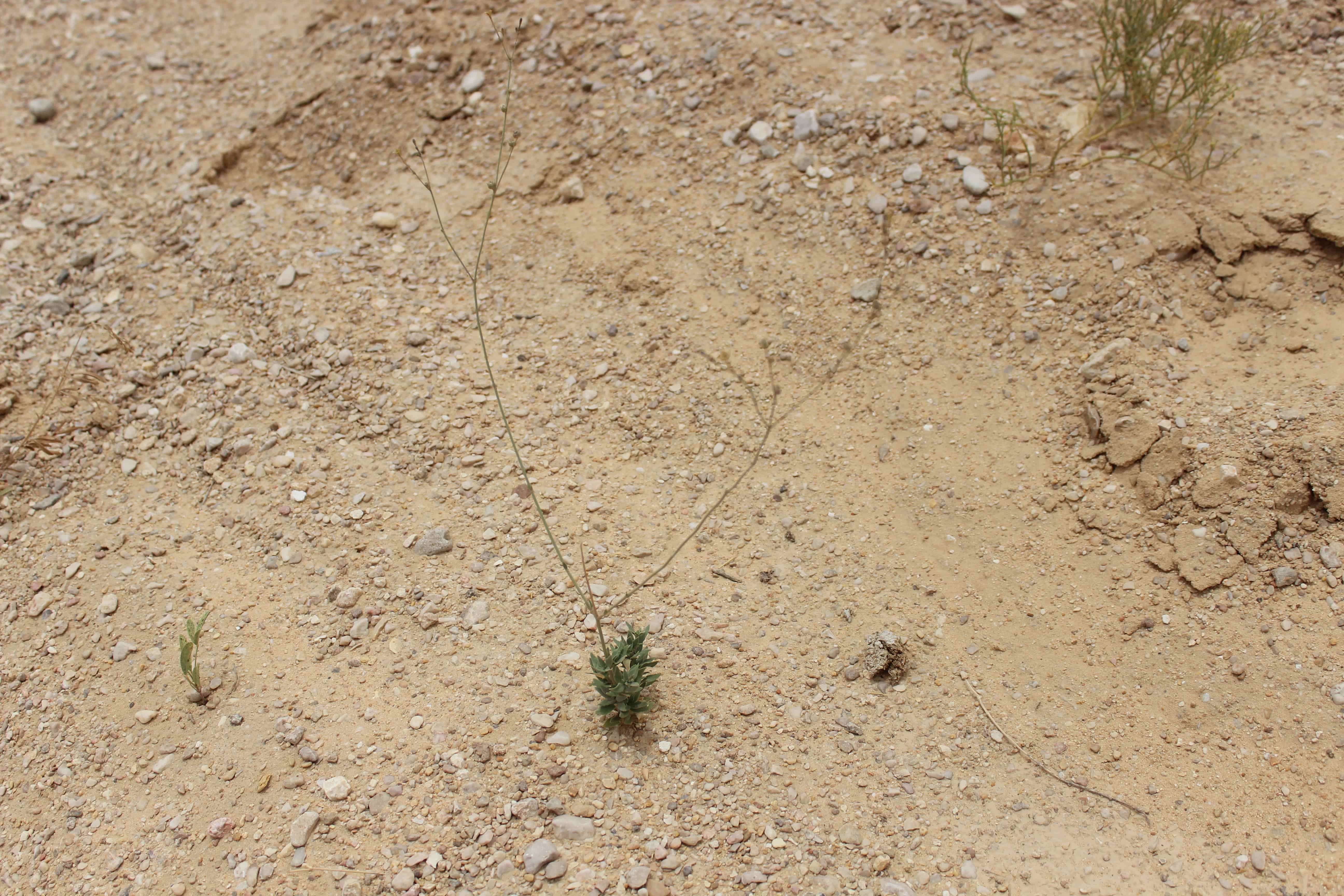 Plant Image